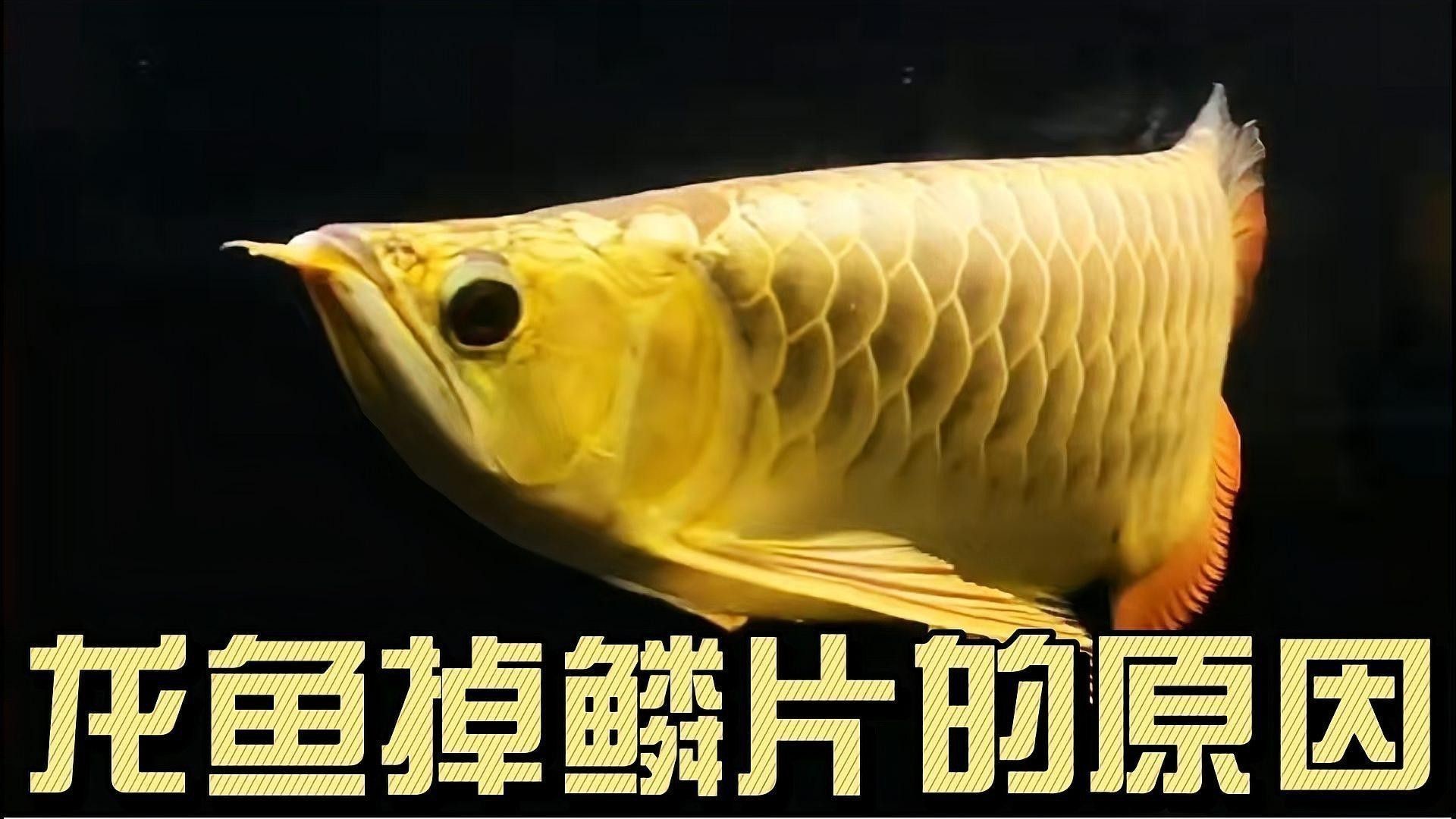金龍魚頭上掉皮