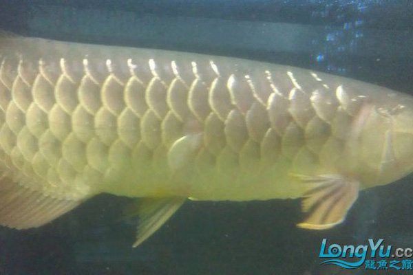 金龍魚頭上掉皮