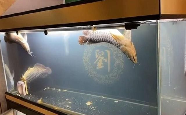 銀龍魚(yú)吃什么長(zhǎng)的快又好看圖片