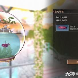 血紅龍的飼養難度如何？