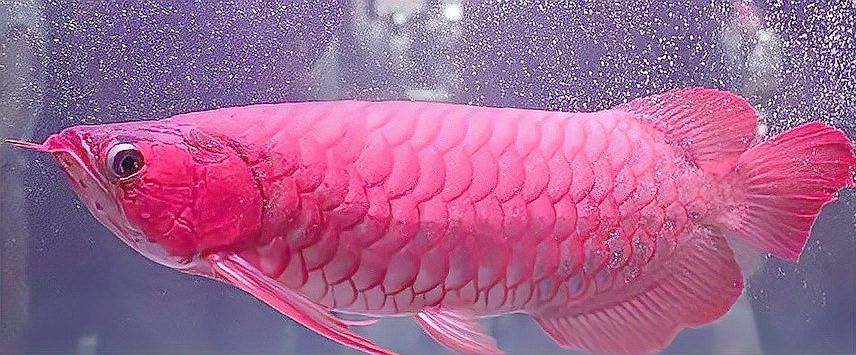 血紅龍的飼養難度如何？