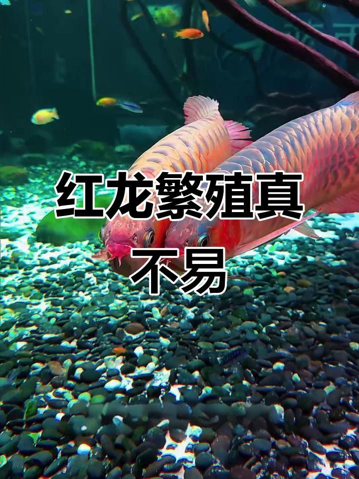 紅龍魚養殖需要哪些技術？