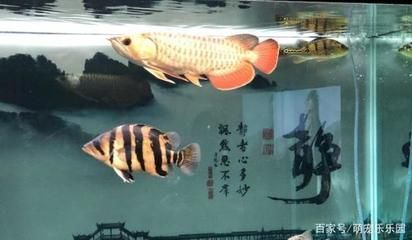 養(yǎng)龍魚(yú)之前需要做好一系列的準(zhǔn)備工作，包括日常管理等：養(yǎng)龍魚(yú)之前要做好什么準(zhǔn)備工作