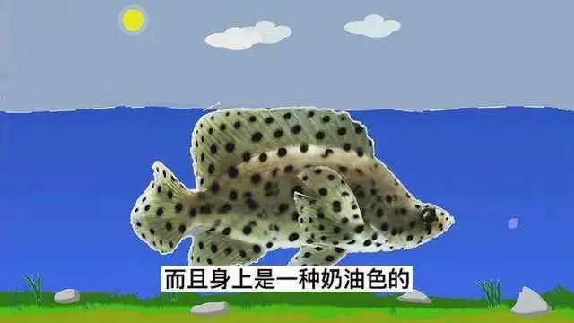 名貴石斑魚種類