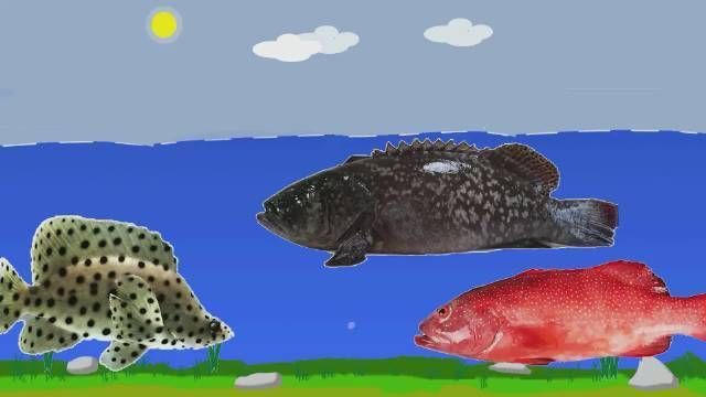 名貴石斑魚種類