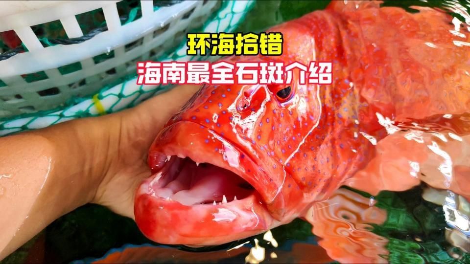 名貴石斑魚種類