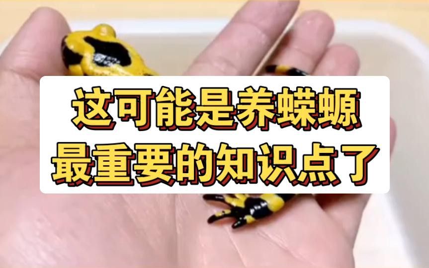 小火龍蠑螈的飼養溫度應該如何控制？