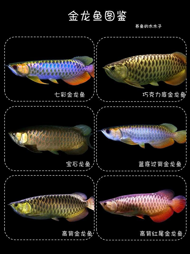 金龍魚能長幾年：金龍魚的壽命可以根據不同因素而有所不同而有所不同 金龍魚能長幾年：金龍魚的壽命可以根據不同因素而有所不同而有所不同 龍魚百科 第5張