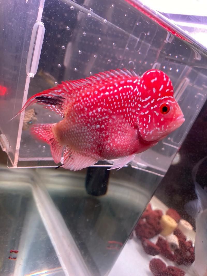 羅漢魚火鳳凰圖片