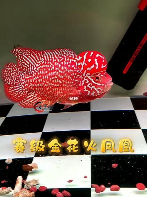 羅漢魚火鳳凰圖片