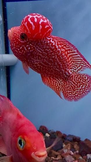 羅漢魚火鳳凰圖片