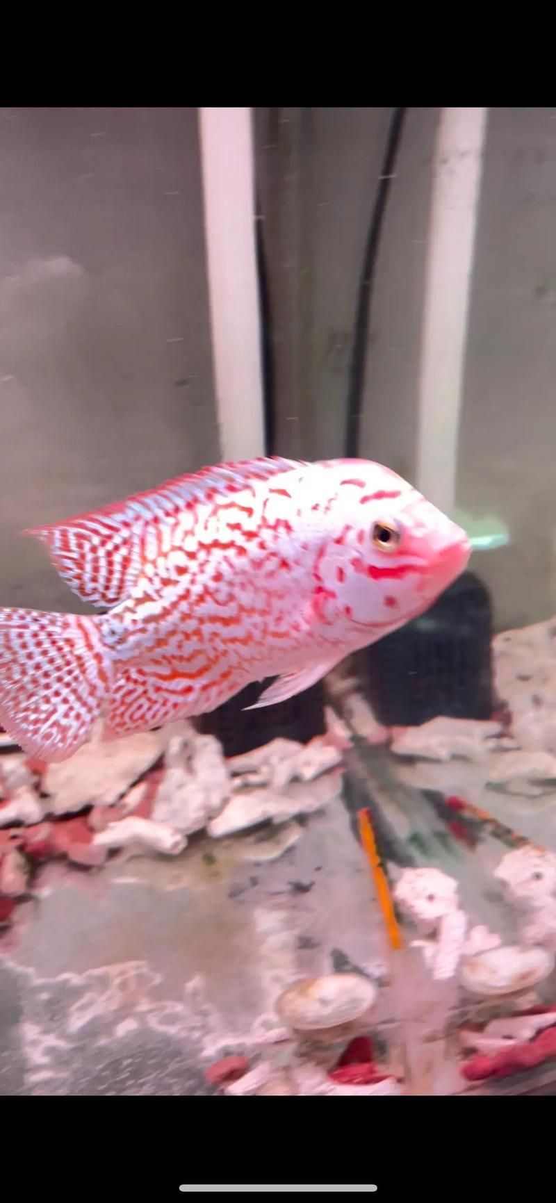 羅漢魚火鳳凰圖片