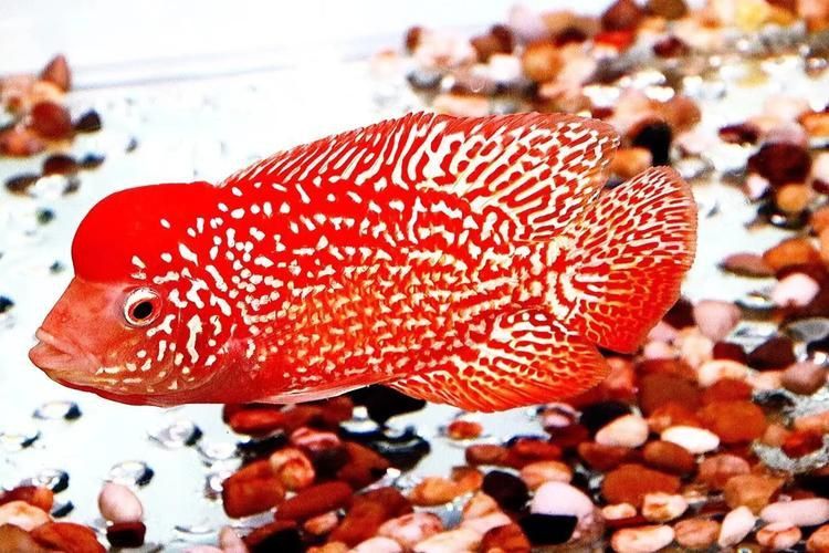 羅漢魚火鳳凰圖片