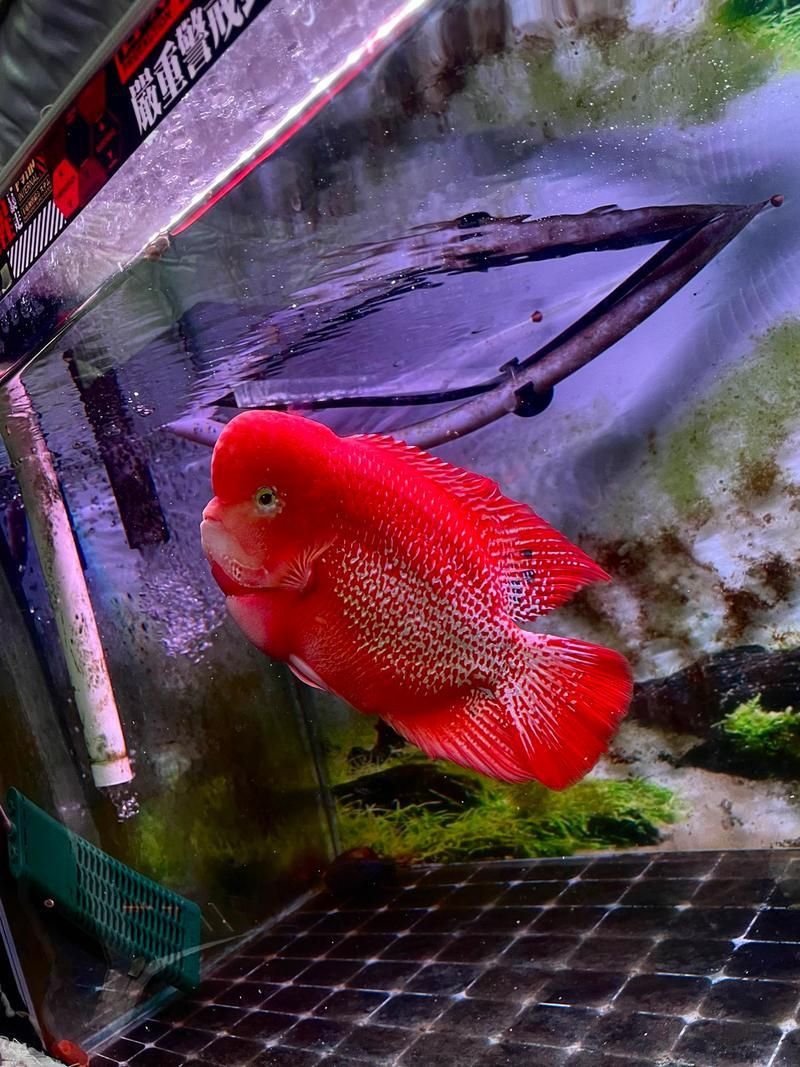 羅漢魚火鳳凰圖片