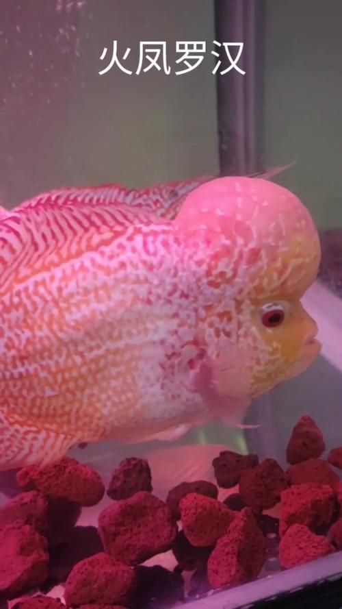 羅漢魚火鳳凰圖片