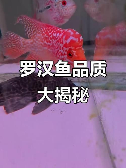 羅漢魚火鳳凰圖片