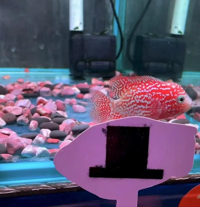 羅漢魚火鳳凰圖片