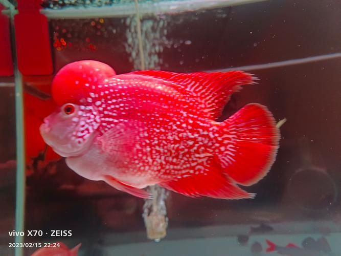 羅漢魚火鳳凰圖片