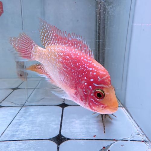 羅漢魚火鳳凰圖片