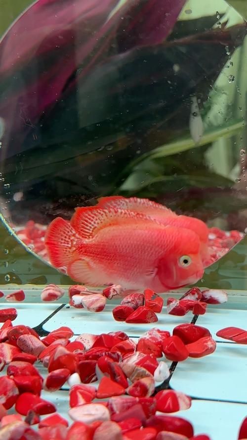 羅漢魚火鳳凰圖片