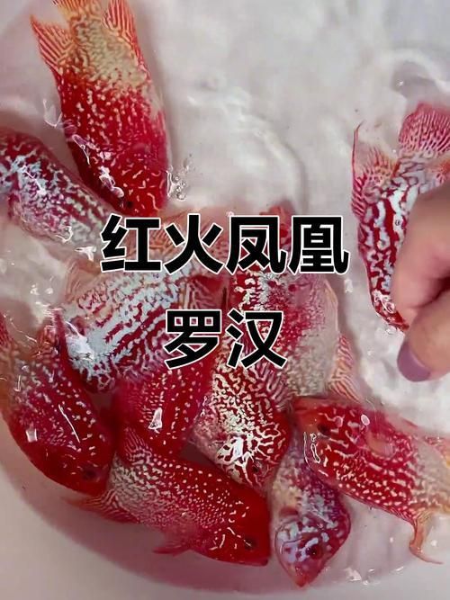 羅漢魚火鳳凰圖片