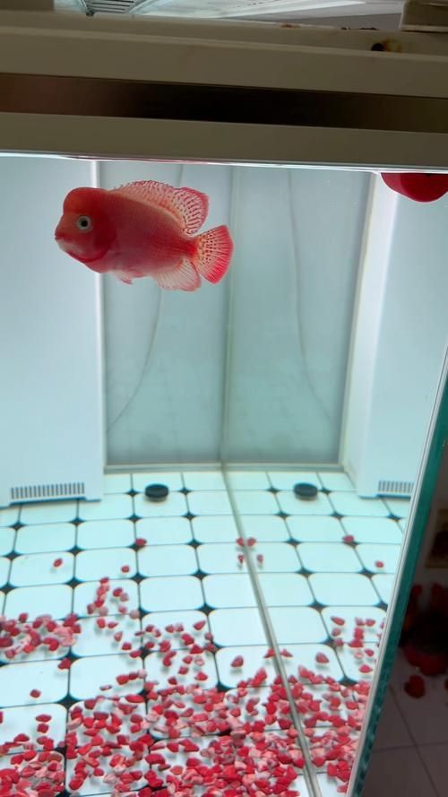 羅漢魚火鳳凰圖片