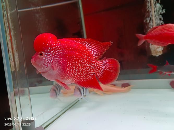 羅漢魚火鳳凰圖片