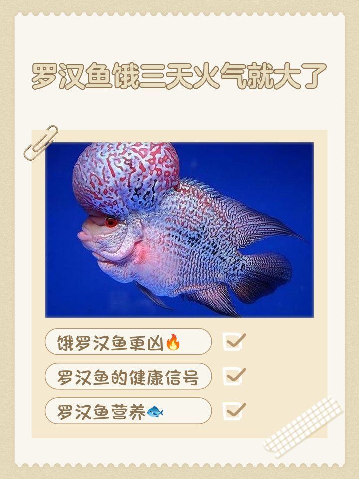 羅漢魚火鳳凰圖片