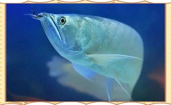 銀龍魚掉鱗片怎么回事兒圖片視頻