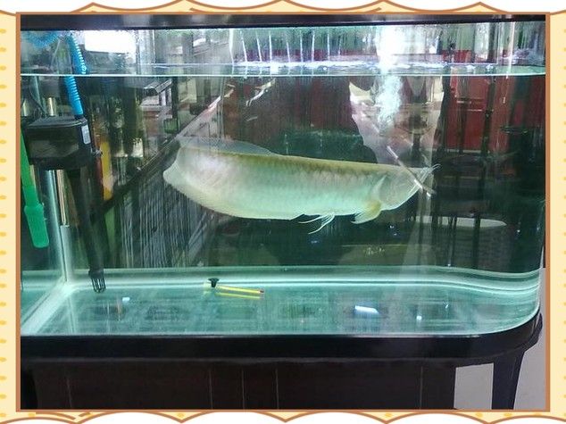 銀龍魚掉鱗片怎么回事兒圖片視頻