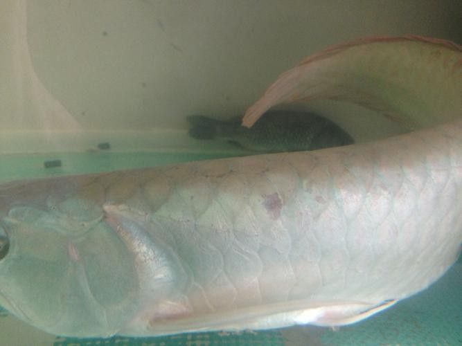 銀龍魚掉鱗片怎么回事兒圖片視頻