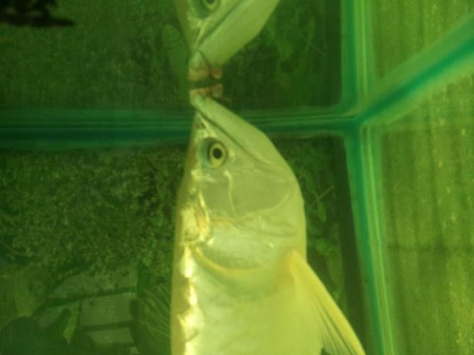 銀龍魚掉鱗片怎么回事兒圖片視頻