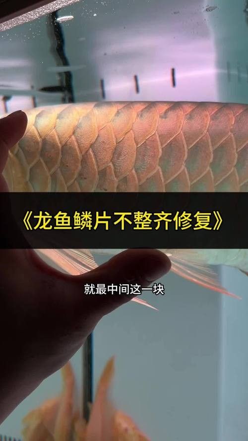 銀龍魚掉鱗片怎么回事兒圖片視頻