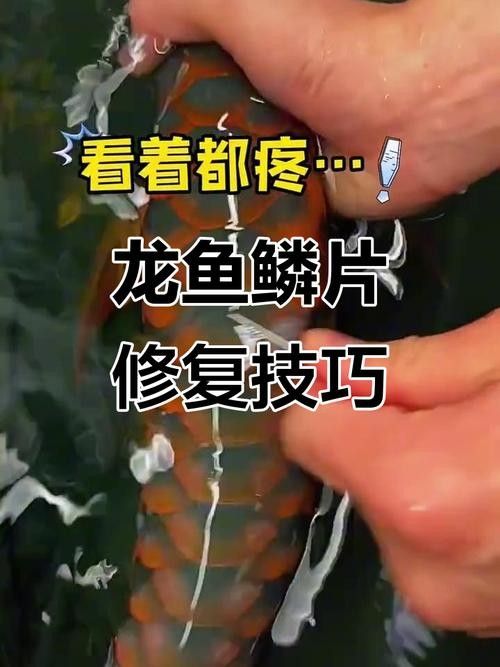 銀龍魚掉鱗片怎么回事兒圖片視頻
