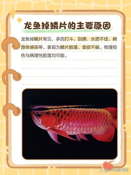 銀龍魚掉鱗片怎么回事兒圖片視頻