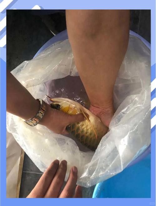 銀龍魚掉鱗片怎么回事兒圖片視頻
