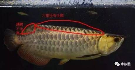 龍魚全部品種（紅龍魚與金龍魚的區別，青龍魚的飼養技巧）