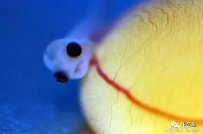 龍魚尾巴出血點怎么辦：如何處理龍魚尾巴出血點