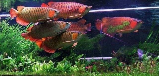 養龍魚三大忌諱：養龍魚時需要特別注意的三大忌諱，只有做好這些工作才能健康快樂