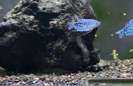 黃曼龍魚好養嗎（黃曼龍魚的飼養技術）