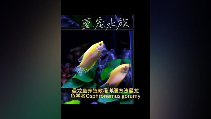 黃曼龍魚好養嗎（黃曼龍魚的飼養技術）