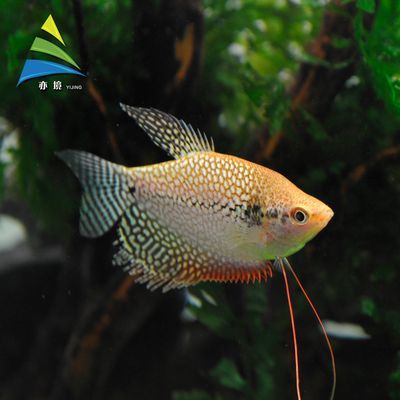 30種常見熱帶觀賞魚球魚：30種常見熱帶觀賞魚種類