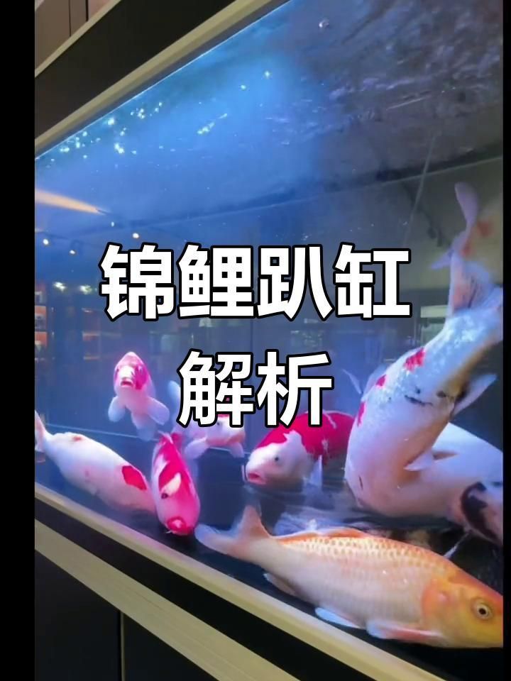 如何預防錦鯉扎堆趴缸？