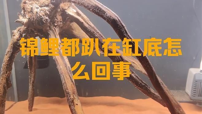 如何預防錦鯉扎堆趴缸？