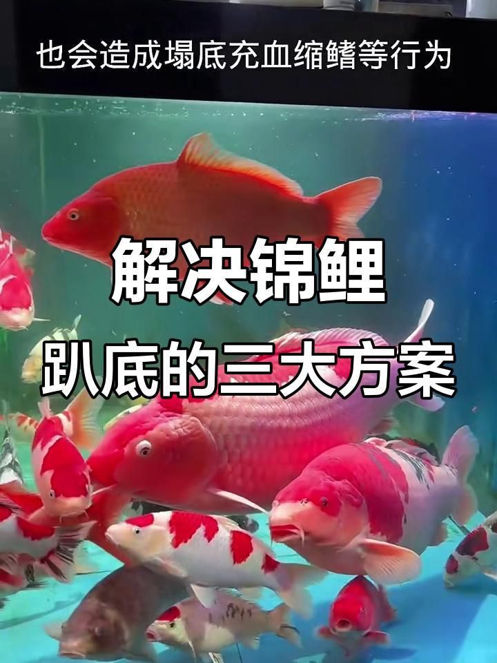 如何預防錦鯉扎堆趴缸？