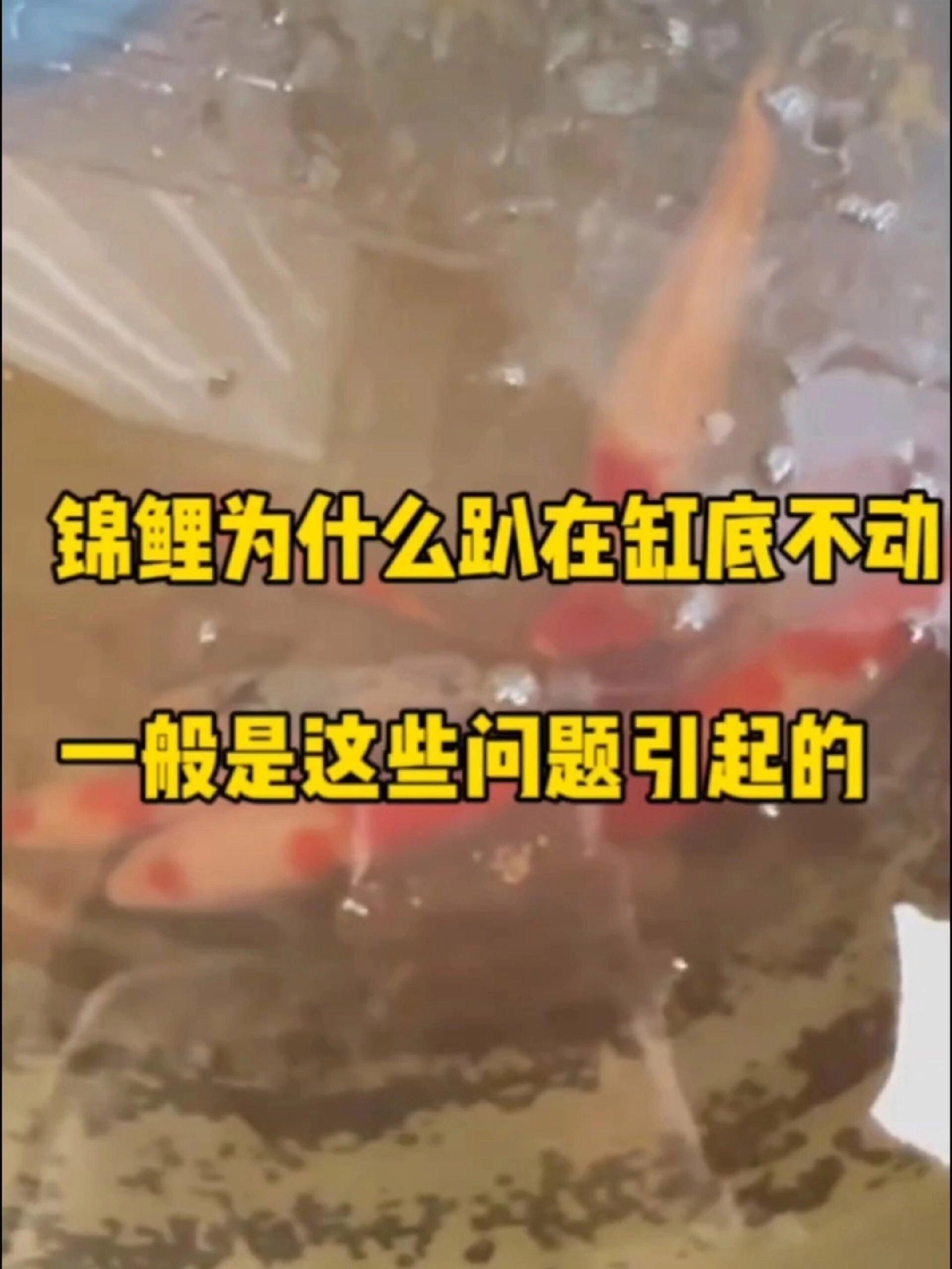如何預防錦鯉扎堆趴缸？
