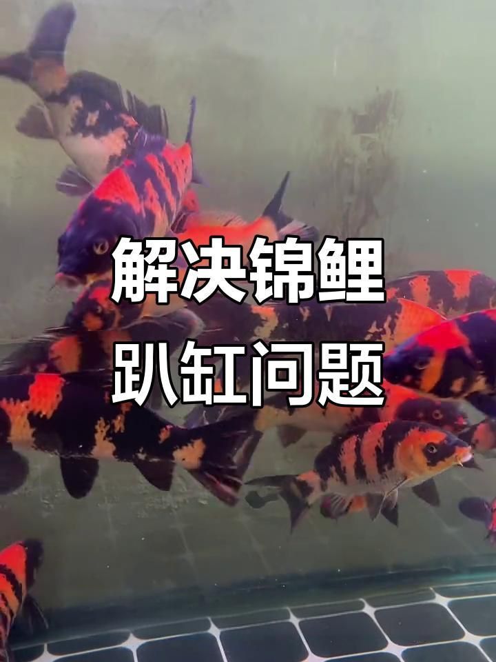 如何預防錦鯉扎堆趴缸？