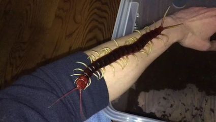 紅龍魚(yú)怎么喂蜈蚣蟲(chóng)子（活蜈蚣能直接喂紅龍魚(yú)嗎，喂什么發(fā)色快） 紅龍魚(yú)怎么喂蜈蚣蟲(chóng)子（活蜈蚣能直接喂紅龍魚(yú)嗎，喂什么發(fā)色快） 龍魚(yú)百科 第1張
