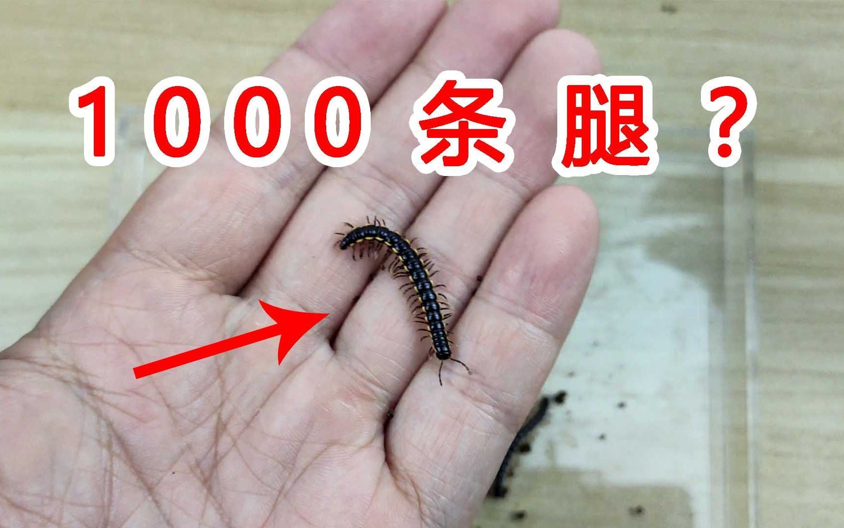 紅龍魚(yú)怎么喂蜈蚣蟲(chóng)子（活蜈蚣能直接喂紅龍魚(yú)嗎，喂什么發(fā)色快） 紅龍魚(yú)怎么喂蜈蚣蟲(chóng)子（活蜈蚣能直接喂紅龍魚(yú)嗎，喂什么發(fā)色快） 龍魚(yú)百科 第2張