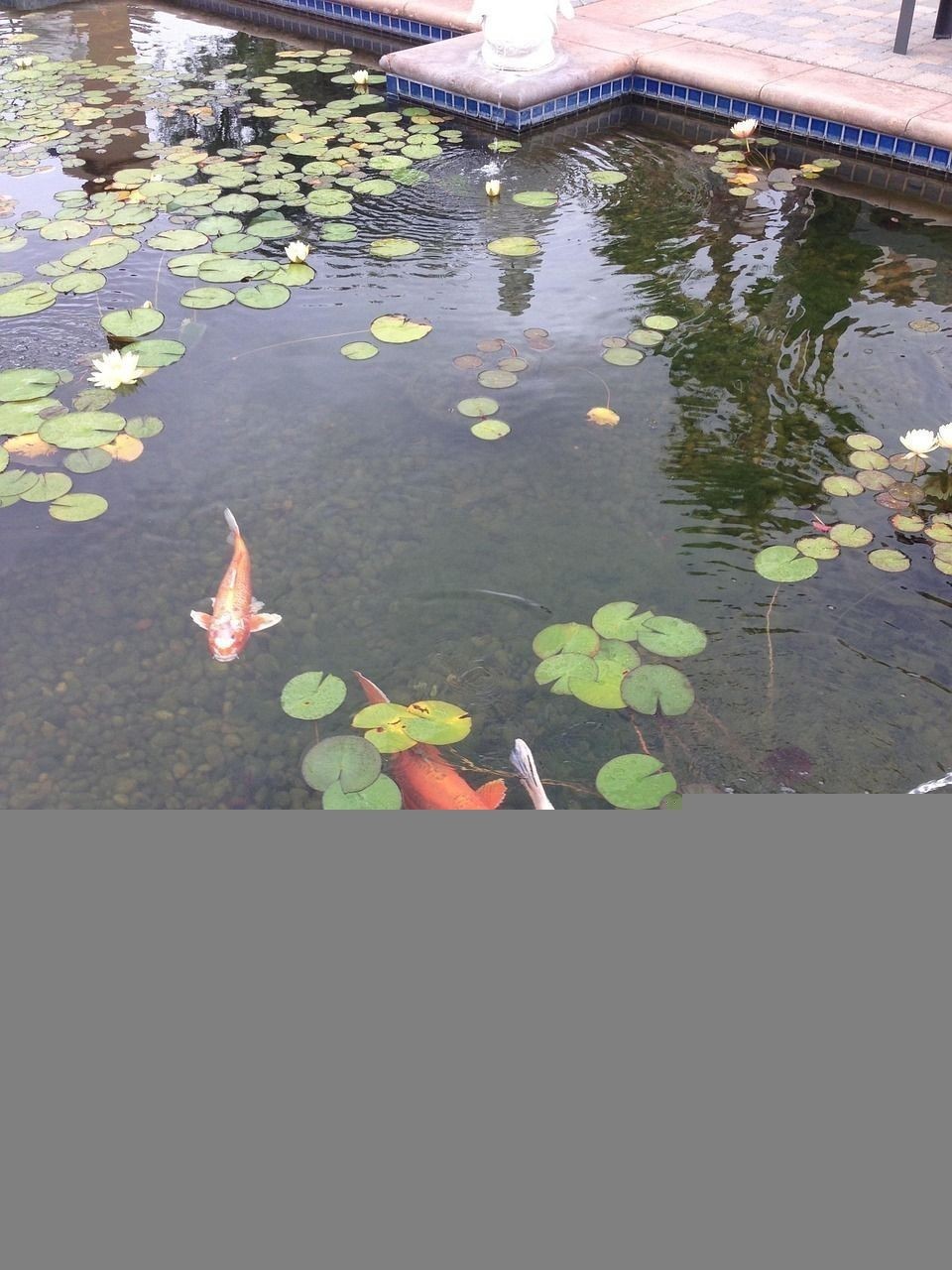 紅龍魚眼睛往里凹怎么回事圖片大全集圖解（紅龍魚眼睛往里凹怎么回事圖片大全集圖解）